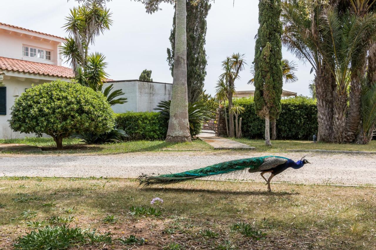 Finca Son Temet エス・メルカダル エクステリア 写真